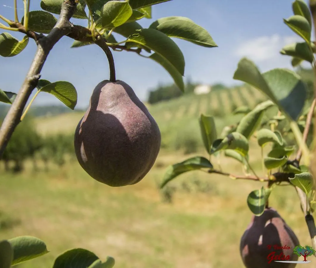 Farm stay Il Vecchio Gelso - Agriturismo Rimini Montefiore Conca Villa